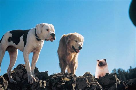 2 dogs and 1 cat movie|homebound the incredible journey 1993.